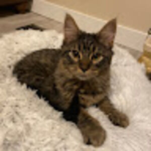 Meet your Posher, Ruby Ravenista